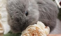 吃鸡皮肤爆料最新兔子,吃鸡新皮肤兔子版惊艳亮相